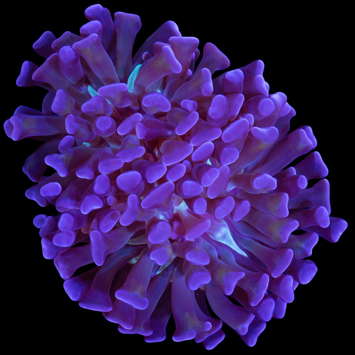 Green Center Branching Hammer Coral