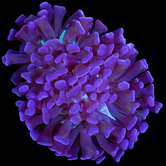 Green Center Branching Hammer Coral
